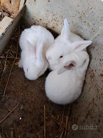 Conigli nuova Zelanda/California