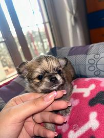 Chihuahua