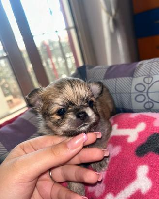 Chihuahua