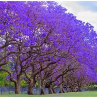albero di jacaranda
