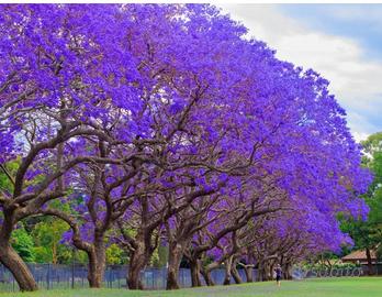 albero di jacaranda