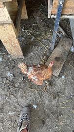 Galline