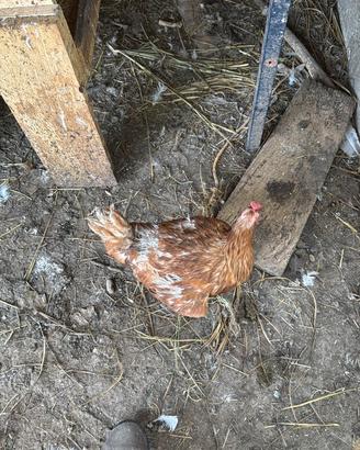 Galline