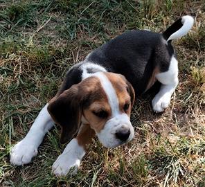 Beagle pedigree ENCI