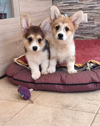 Cuccioli di Welsh Corgi Pembroke