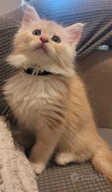 Cuccioli Maine coon