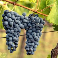 uva da vino -varietà magliocco e mantonico