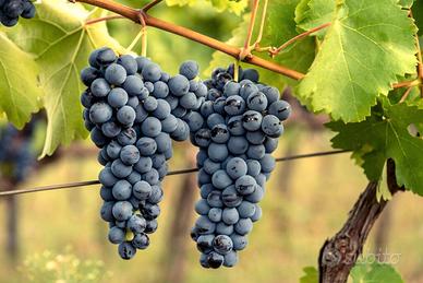 uva da vino -varietà magliocco e mantonico