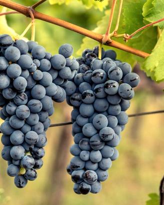 uva da vino -varietà magliocco e mantonico