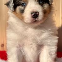 Cucciole Australian Shepherd (pastore australiano)