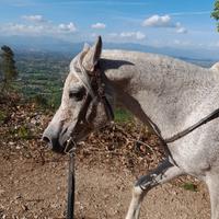 Stallone arabo per monta