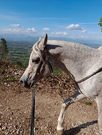 Stallone arabo per monta