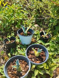 Germoglio agave ameriana