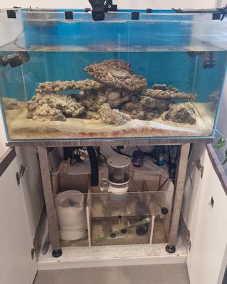 acquario marino completo di tutto