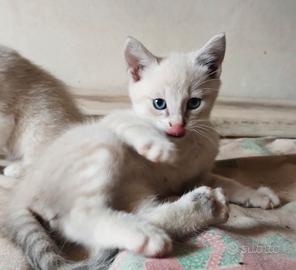 Gattini