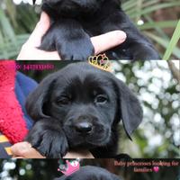 Cuccioli labrador retriever neri con pedigree