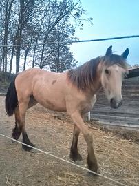 Hermes, puledro Gypsy Vanner x Frisone