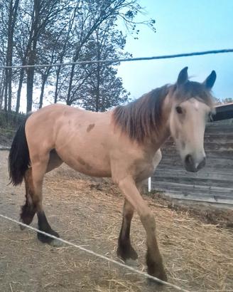 Hermes, puledro Gypsy Vanner x Frisone