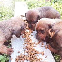 Cuccioli Bassotto