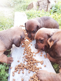 Cuccioli Bassotto