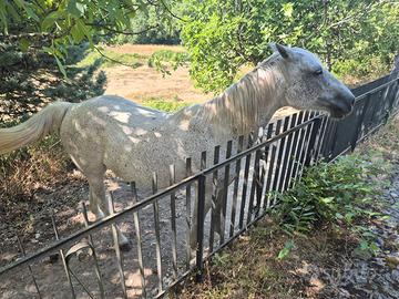 Cavallo