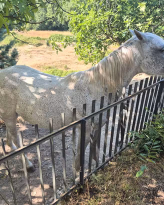Cavallo