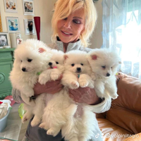 Allevamento Volpini Italiani