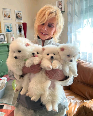 Allevamento Volpini Italiani