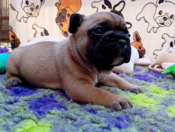 Cuccioli di bulldog francese