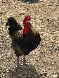 Regalasi Gallo