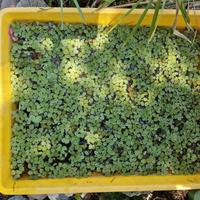 Piante laghetto, Salvinia