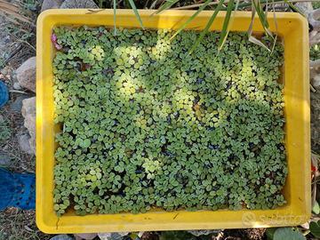 Piante laghetto, Salvinia