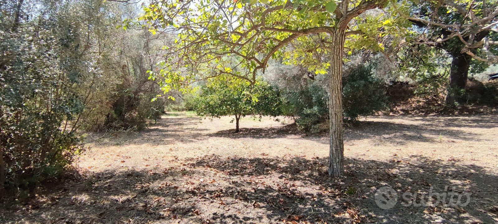 TERRENO 2430mQ ULIVETO,AGRUMETO,QUERCE,FICHI,NOCI - Vista 2