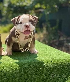 American bully micro exotic