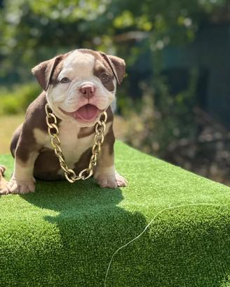 American bully micro exotic