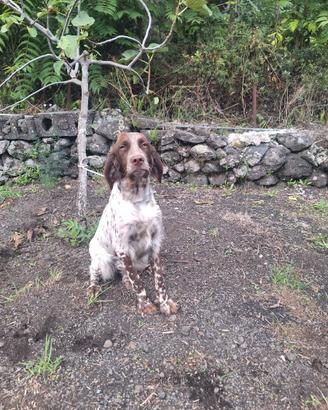 setter inglese
