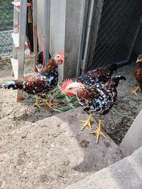 Gallo millefiori di lonigo