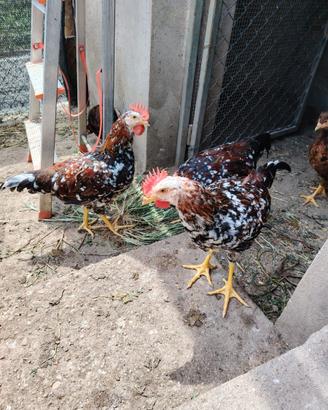 Gallo millefiori di lonigo