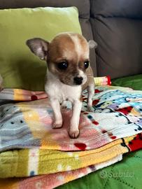 Chihuahua mini Toy femminucce