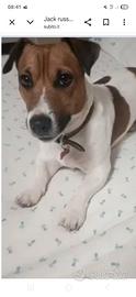 Jack russell