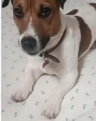 Jack russell