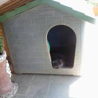 cuccia cane