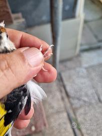 Uccelli