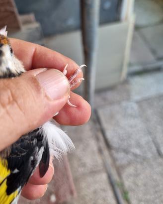 Uccelli