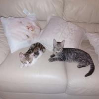 Ragalo gattini di tre mesi