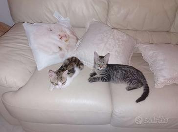 Ragalo gattini di tre mesi