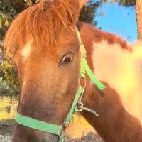 Pony femmina