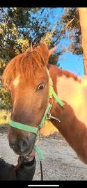 Pony femmina