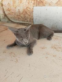 Gatto certosino