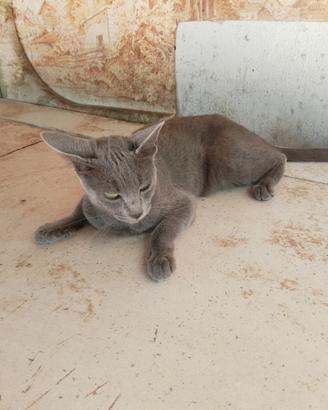 Gatto certosino